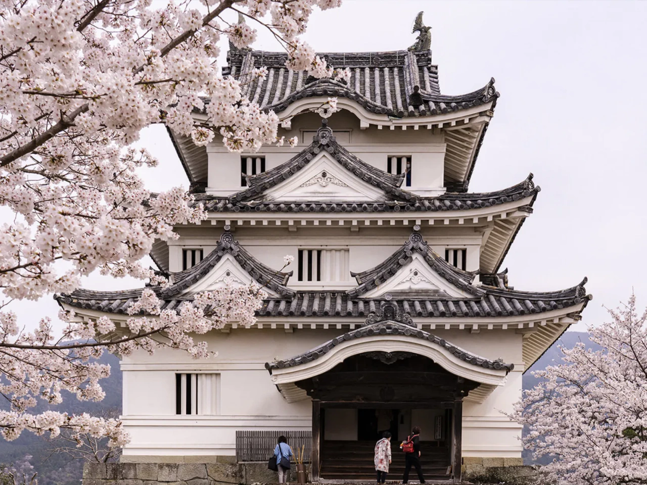 宇和島城と桜