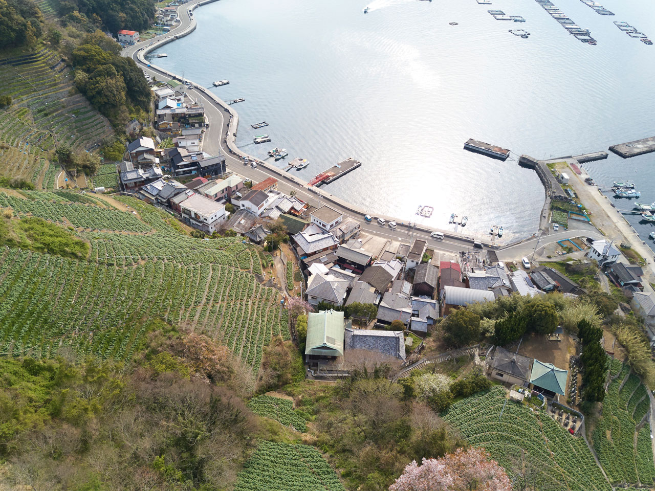 段畑から海を見下ろした景色の写真