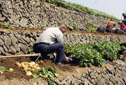 馬鈴薯の収穫の写真