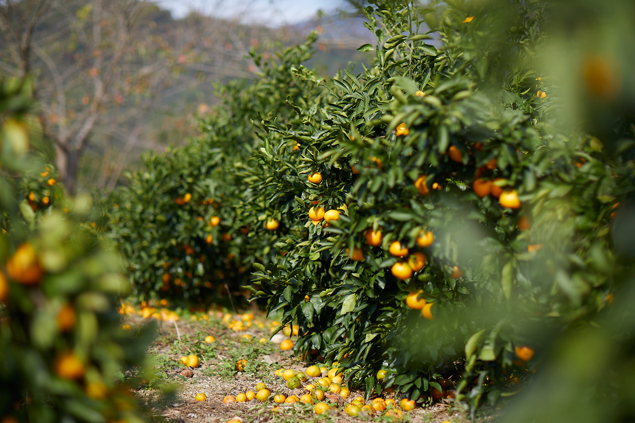 柑橘畑の写真