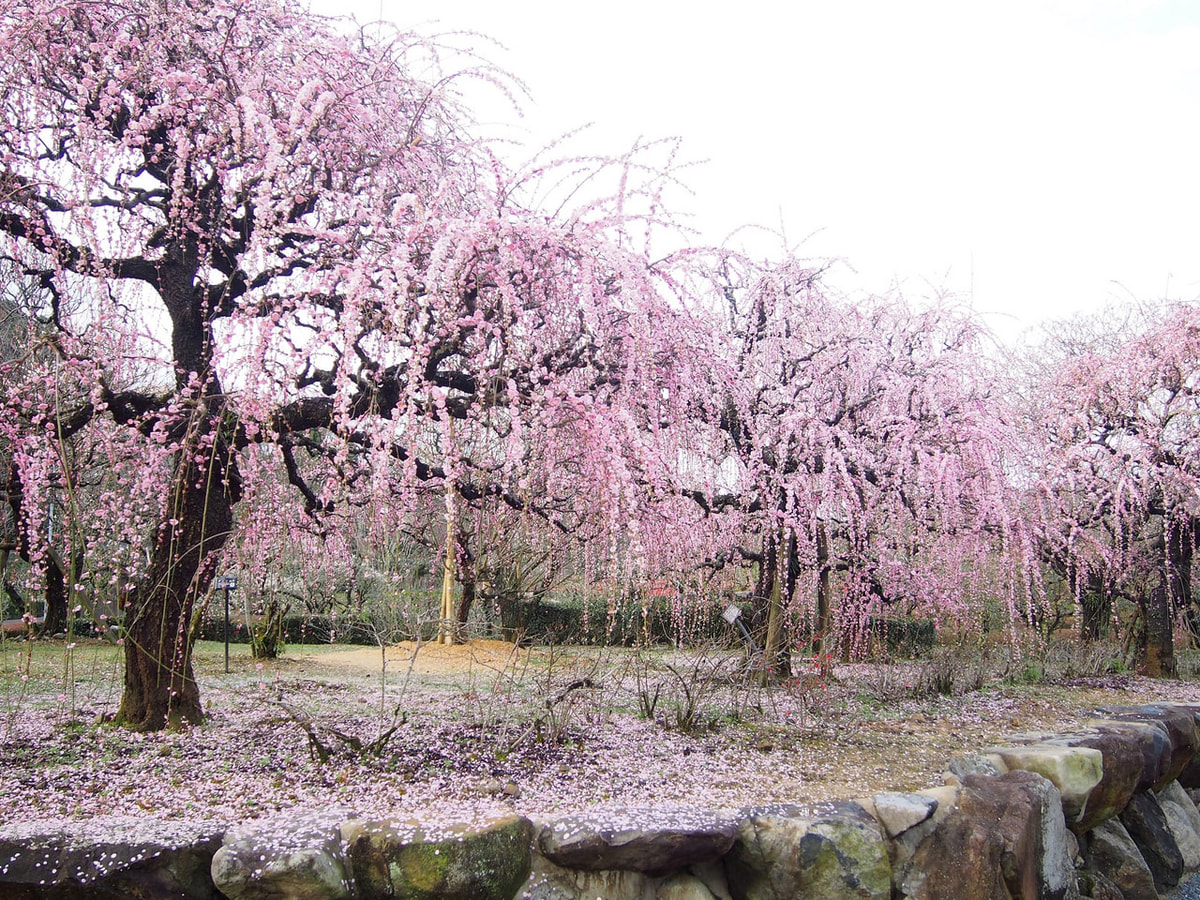 日本庭園 南楽園 - うわじま観光ガイド