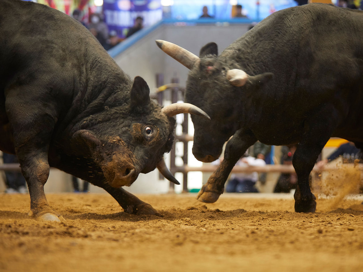 定期闘牛大会 観光闘牛 うわじま観光ガイド
