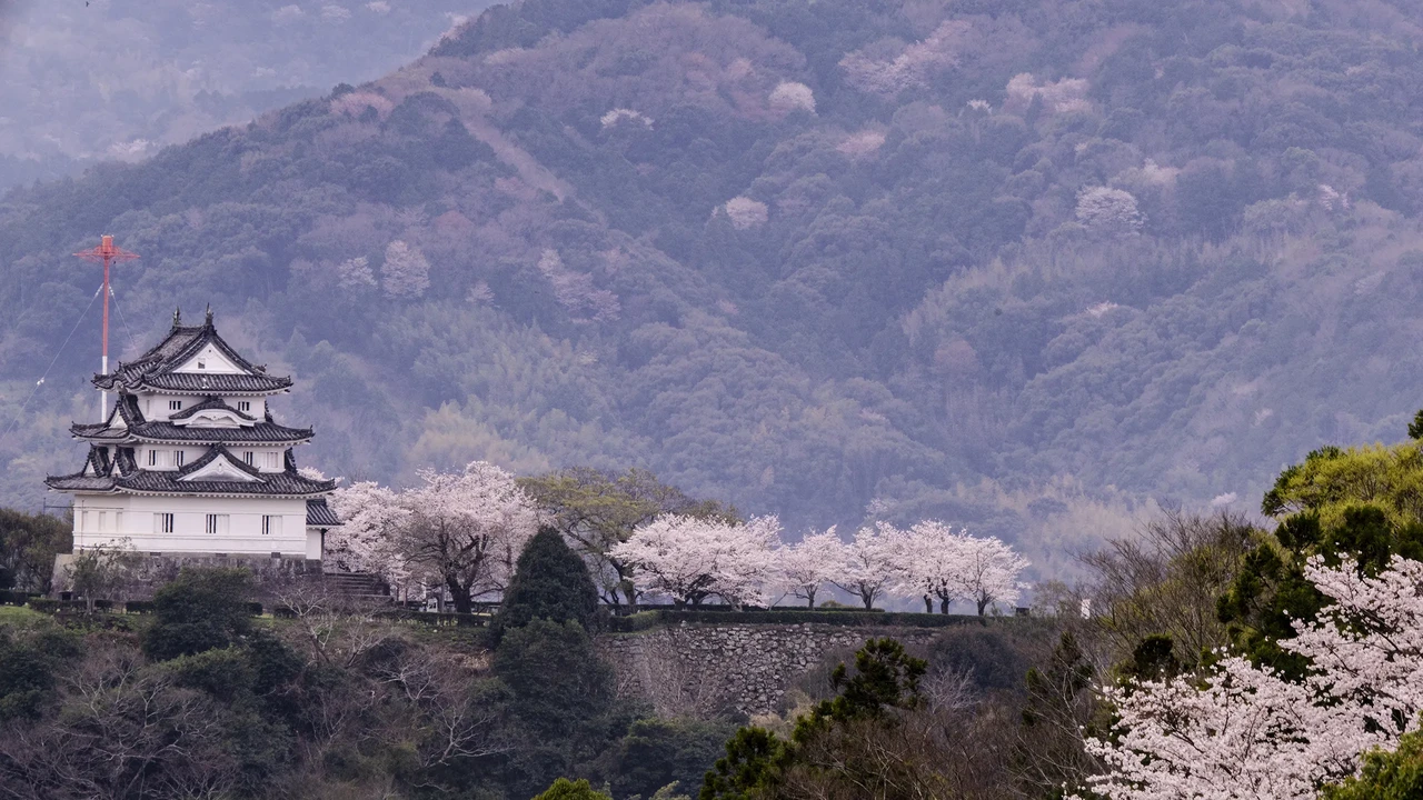 桜開花時期の宇和島城