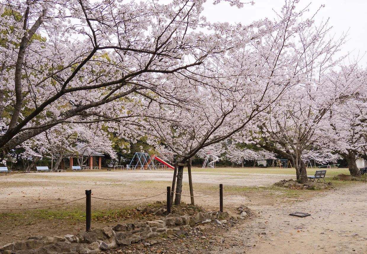 宇和島城　桜の時期