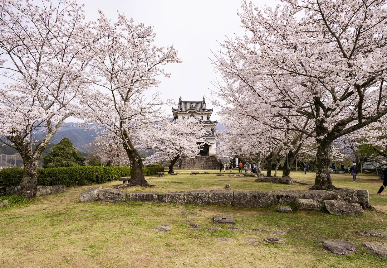 満開の桜並木越しに宇和島城を望む