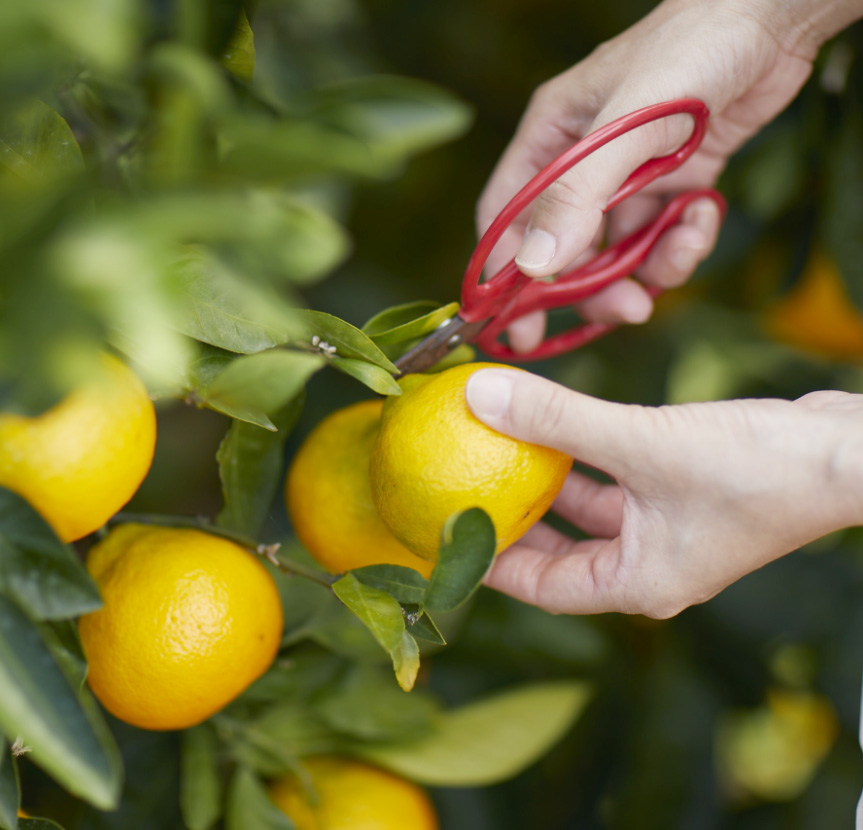 うわじま観光ガイド